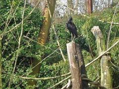 149 BIO PARC DE DOUE LA FONTAINE 1- 2016_000066